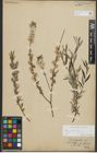Foto von Salix repens subsp. rosmarinifolia (L.) Andersson